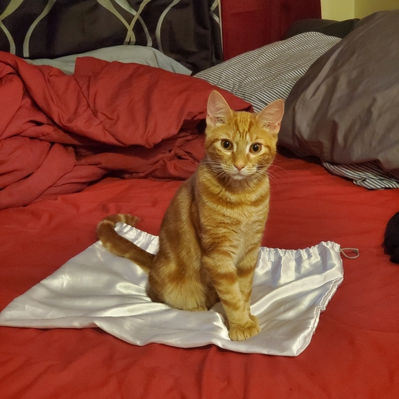 I RESCUE KITTIES & TNR - Picture 7 of 16